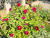 Japanese tree peony (Paeonia suffruticosa) Kokurjo-nishiki