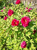 Japanese tree peony (Paeonia suffruticosa) Kokurjo-nishiki