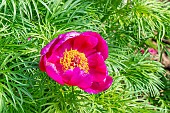 Fernleaf peony (Paeonia tenuifolia)