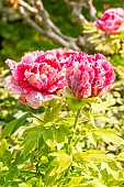 Japanese tree peony (Paeonia suffruticosa) Jitsugetsu-nichiki Japan 1927