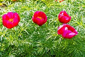 Fernleaf peony (Paeonia tenuifolia)