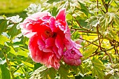 Japanese tree peony (Paeonia suffruticosa) Shichi-Fukujin Japan 1910