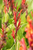 Purple arrowroot (Canna indica), flowers