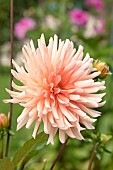 cactus Dahlia Douce Amie, Dahlia Douce Amie