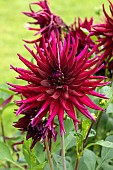 Double cactus Dahlia Splendeur Noire, Dahlia Splendeur Noire