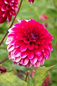 Ball Dahlia Diabolo, Dahlia Diabolo