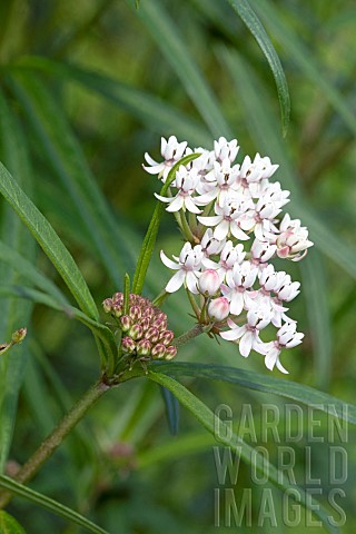 Whorled_milkweed_Asclepias_verticillata_flowers