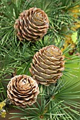 Japanese larch (Larix kaempferi) cones