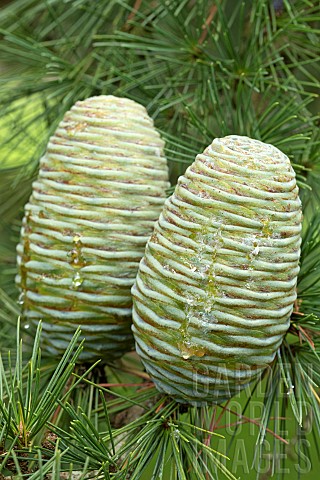 Himalayan_cedar_Cedrus_deodara_cones