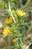 Spanish oyster thistle (Scolymus hispanicus) flowers