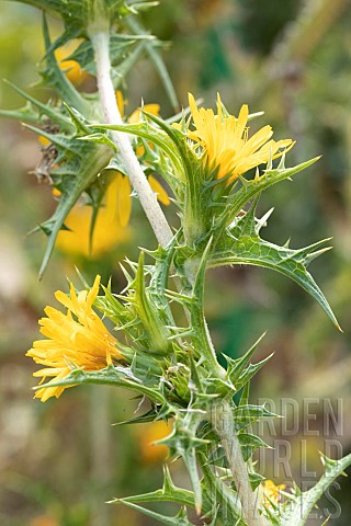 Spanish_oyster_thistle_Scolymus_hispanicus_flowers