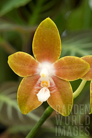 Orchid_Phalaenopsis_venosa_flwoer