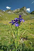 Pyrenean iris (Iris latifolia), Sers, Hautes-Pyrénées, France