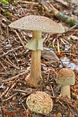 Blushing amanita (Amanita rubescens)