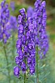 Monks-hood (Aconitum napellus), flowers