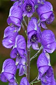 Monks-hood (Aconitum napellus), flowers