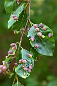 Beech gall midge (Mikiola fagi)