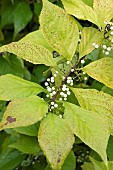 White japanese beautyberry (Callicarpa japonica) Leucocarpa