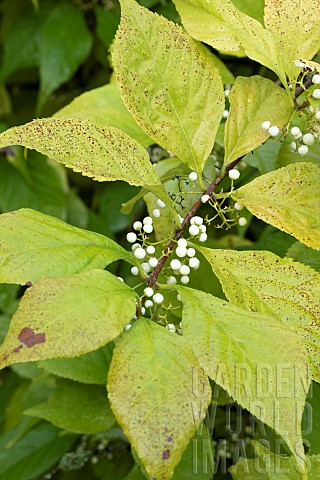 White_japanese_beautyberry_Callicarpa_japonica_Leucocarpa