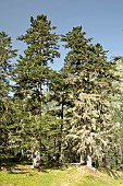 Silver fir (Abies alba) covered with lichens, Marcadau valley, Cauterets, Hautes-Pyrénées, France