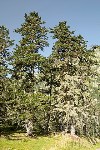 Silver_fir_Abies_alba_covered_with_lichens_Marcadau_valley_Cauterets_HautesPyrnes_France