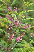 Himalayan indigo (Indigofera heterantha)