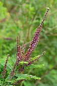 Leadplant (Amorpha canescens)