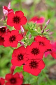 Drummonds phlox (Phlox drummondii)