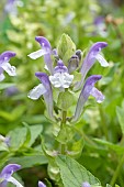 Alpine skullcap (Scutellaria alpina)