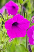 Violet Petunia (Petunia integrifolia). Syn.: Petunia violacea