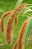 Foxtail millet (Setaria italica)