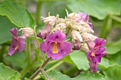 Purple-flowered Devils-claw (Proboscidea louisianica)