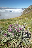 Pyrenean thistle (Carduus carlinoides), Sers, Hautes-Pyrénées, France