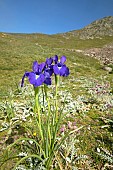 Pyrenean iris (Iris latifolia), Sers, Hautes-Pyrénées, France