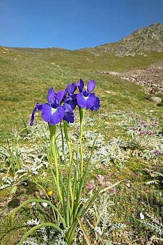 Pyrenean_iris_Iris_latifolia_Sers_HautesPyrnes_France