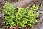 Parsley fern (Cryptogramma crispa), Sers, Hautes-Pyrénées, France