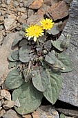 Hawks-beard (Crepis pygmaea) in bloom