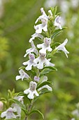 Winter savoury (Satureja montana) flowers