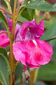 Garden balsam (Impatiens balsamina), flower