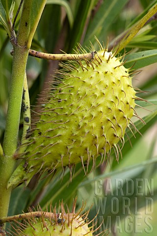 Wild_cotton_Gomphocarpus_fruticosus_fruit