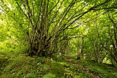 Common hazel (Corylus avellana), Lys valley, Cazeaux-de-Larboust, Haute-Garonne, France