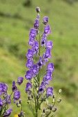 Monks-hood (Aconitum napellus), flowers