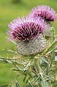 Woolly thistle (Cirsium eriophorum), flowers