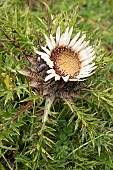 Stemless carline thistle, (Carlina acaulis)