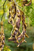 Delavays honeylocust (Gleditsia japonica var. delavayi), pods