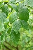Oriental beech (Fagus orientalis), leaves