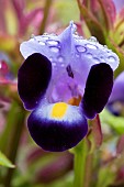 Wishbone flower (Torenia fournieri), flower