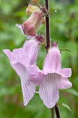 South African foxglove (Ceratotheca triloba), flowers