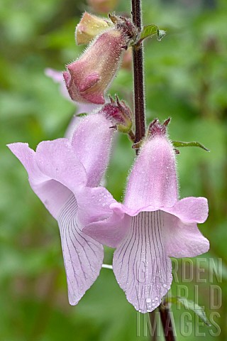 South_African_foxglove_Ceratotheca_triloba_flowers