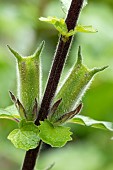 South African foxglove (Ceratotheca triloba), fruits